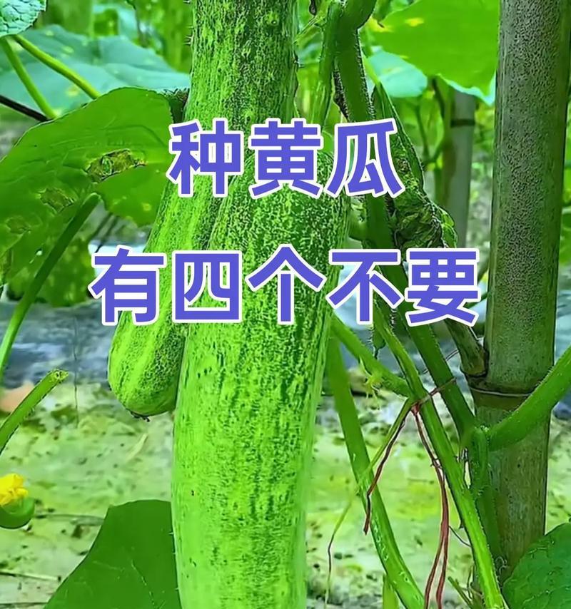 黄瓜种植与生长周期详解（从适宜种植时间到收成时间，全方位了解黄瓜的生长过程）-第3张图片-绿意生活
