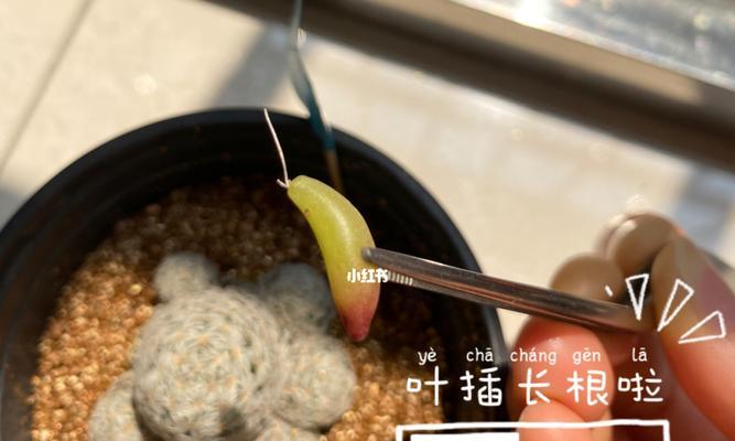 虹之玉叶插多久发芽的秘密（揭秘虹之玉叶插发芽的时间和方法，成为植物爱好者必知的知识）-第1张图片-绿意生活