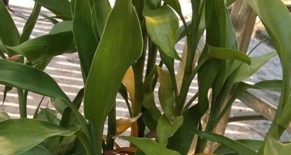 如何解决富贵竹叶尖发黄问题（护理技巧，让富贵竹更靓丽）-第2张图片-绿意生活