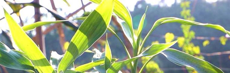 如何解决富贵竹叶尖发黄问题（护理技巧，让富贵竹更靓丽）-第3张图片-绿意生活