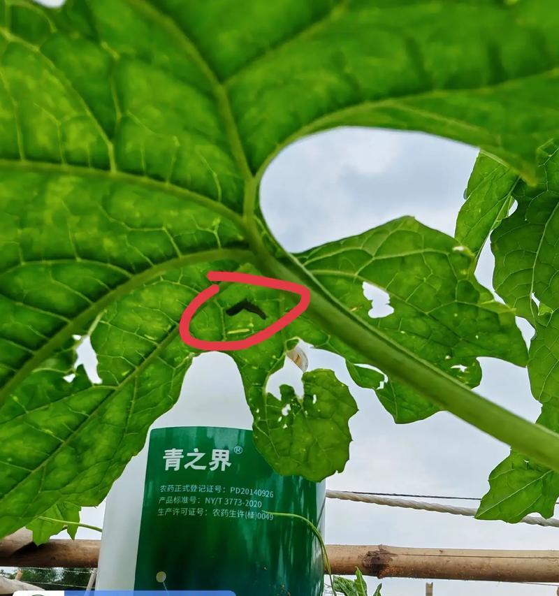 苦瓜浇水秘籍（如何掌握苦瓜的浇水时间与量）-第1张图片-绿意生活