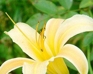 百合花的香味探秘（原来百合花不仅美丽，还有淡雅香味！）-第3张图片-绿意生活