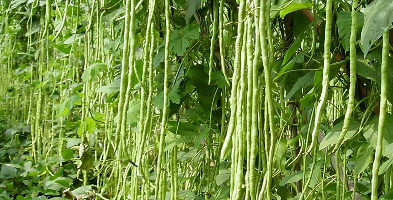 豆角的种植时间和技巧（掌握豆角的播种时间，让你丰收颗粒无收）-第1张图片-绿意生活