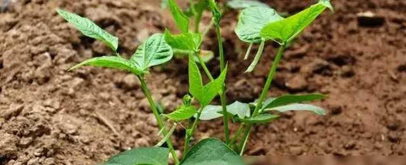 豆角的种植时间和技巧（掌握豆角的播种时间，让你丰收颗粒无收）-第2张图片-绿意生活