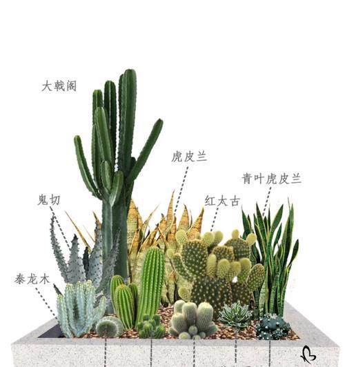 探究沙培植物的奇妙世界（揭秘沙漠中的神奇植物群落，以及它们的适应性和生存方式）-第2张图片-绿意生活