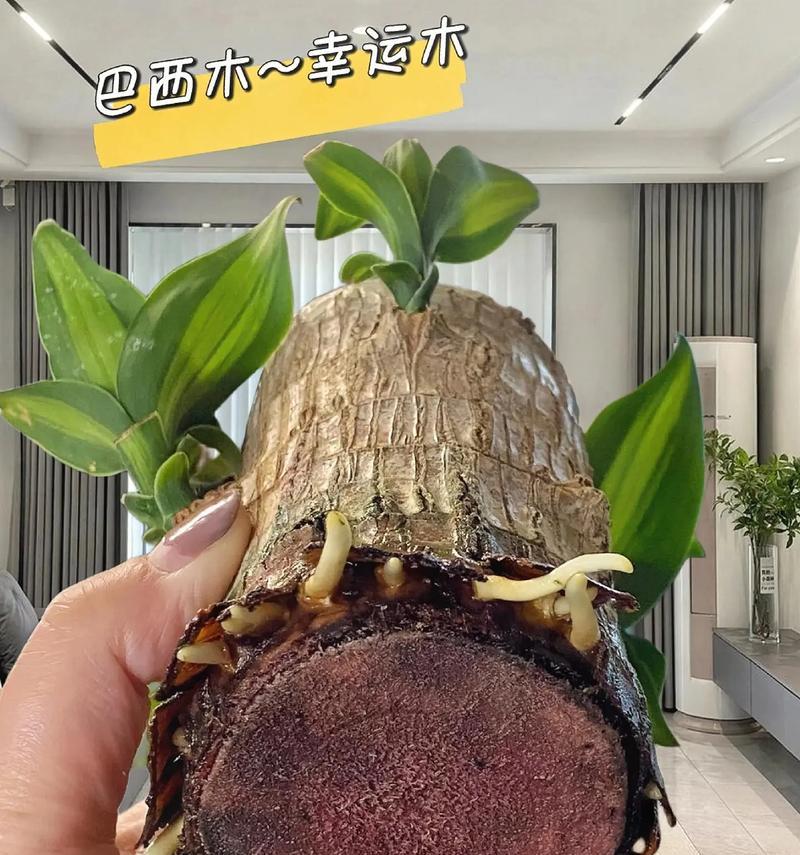 如何养护巴西美人？（从养殖环境到饲养技巧，全面解析！）-第3张图片-绿意生活