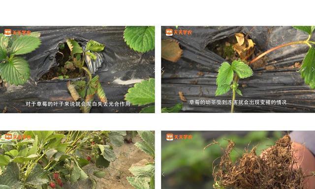 草莓叶子为什么会干枯？（探究干枯原因及有效补救方法）-第1张图片-绿意生活