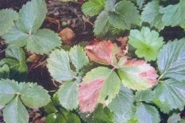 草莓叶子为什么会干枯？（探究干枯原因及有效补救方法）-第2张图片-绿意生活