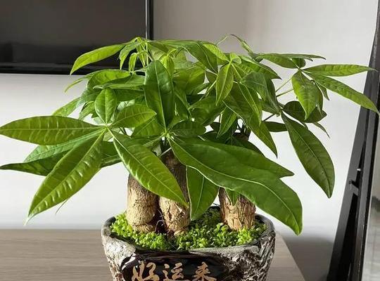 发财树怎么发芽快？教你种出绿油油的发财树（一步步教你发财树快速成长，只需掌握这些关键点）-第1张图片-绿意生活