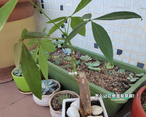发财树怎么发芽快？教你种出绿油油的发财树（一步步教你发财树快速成长，只需掌握这些关键点）-第2张图片-绿意生活
