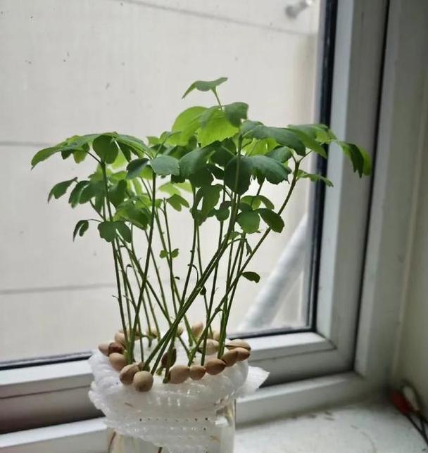发财树怎么发芽快？教你种出绿油油的发财树（一步步教你发财树快速成长，只需掌握这些关键点）-第3张图片-绿意生活
