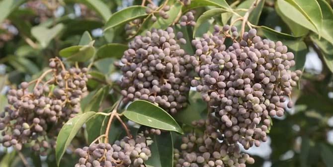 冬青一年生长多高？（探究冬青植物的生长情况，）-第1张图片-绿意生活