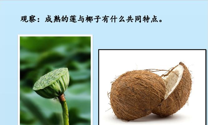 从自然传播到人工培育，探究芦苇的种子传播方式（从自然传播到人工培育，探究芦苇的种子传播方式）-第3张图片-绿意生活