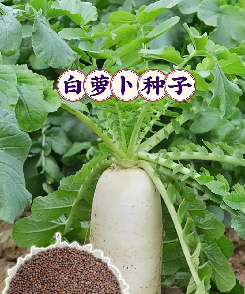 白萝卜种植时间与生长周期全解析（掌握白萝卜生长规律，轻松收获丰硕果实）-第2张图片-绿意生活