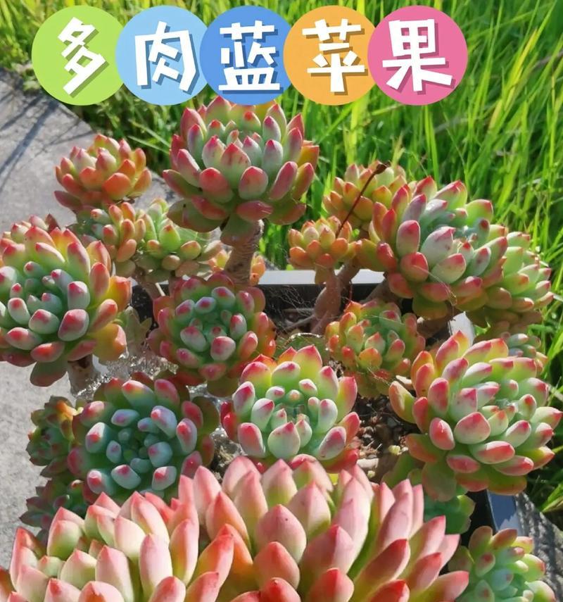 蓝苹果养护指南（打造完美蓝苹果，从这里开始）-第2张图片-绿意生活
