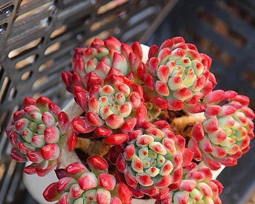 蓝苹果养护指南（打造完美蓝苹果，从这里开始）-第1张图片-绿意生活