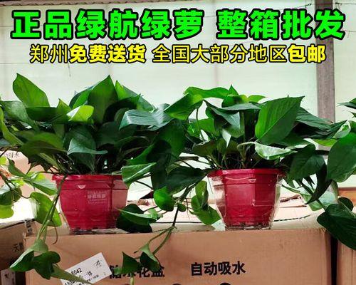绿萝的养殖方法和注意事项（轻松掌握家居绿萝的养护技巧）-第3张图片-绿意生活