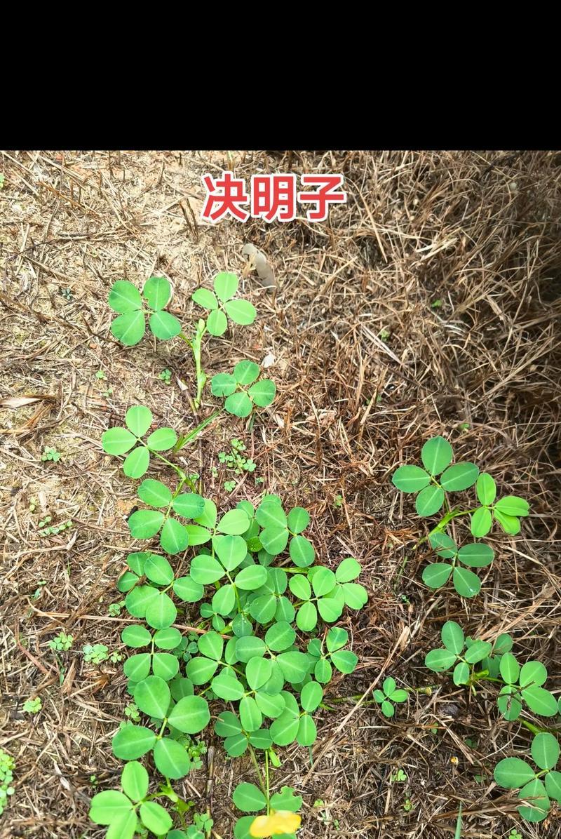 决明子的全面解析（了解决明子的种类和用途）-第2张图片-绿意生活