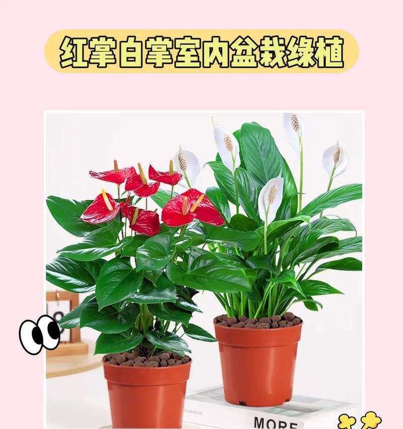 红掌的养殖技巧（掌握红掌喜光性质，正确养护）-第2张图片-绿意生活