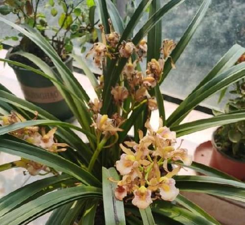 花草栽培指南，打造美丽庭院（花草栽培指南，打造美丽庭院）-第1张图片-绿意生活