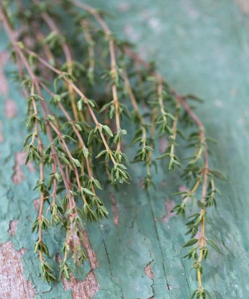花草栽培指南，打造美丽庭院（花草栽培指南，打造美丽庭院）-第3张图片-绿意生活