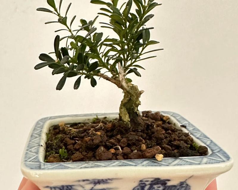 黄杨盆景掉叶子原因及应对方法（掌握黄杨盆景养护技巧，打造健康盆景）-第3张图片-绿意生活