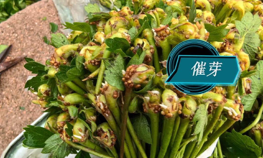 草莓原产地与历史（探寻草莓的神秘故乡）-第2张图片-绿意生活