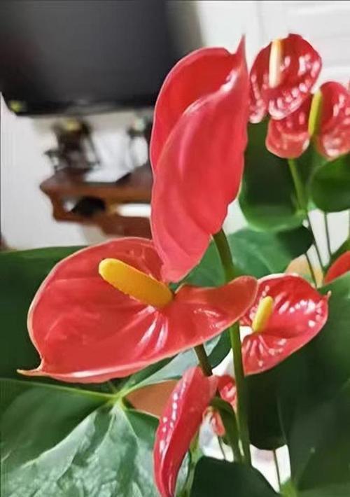 红掌开完花后如何管理（关注这些问题让红掌持续美丽）-第1张图片-绿意生活