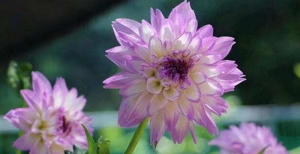 大丽花四季开花，探秘这美丽之谜-第1张图片-绿意生活