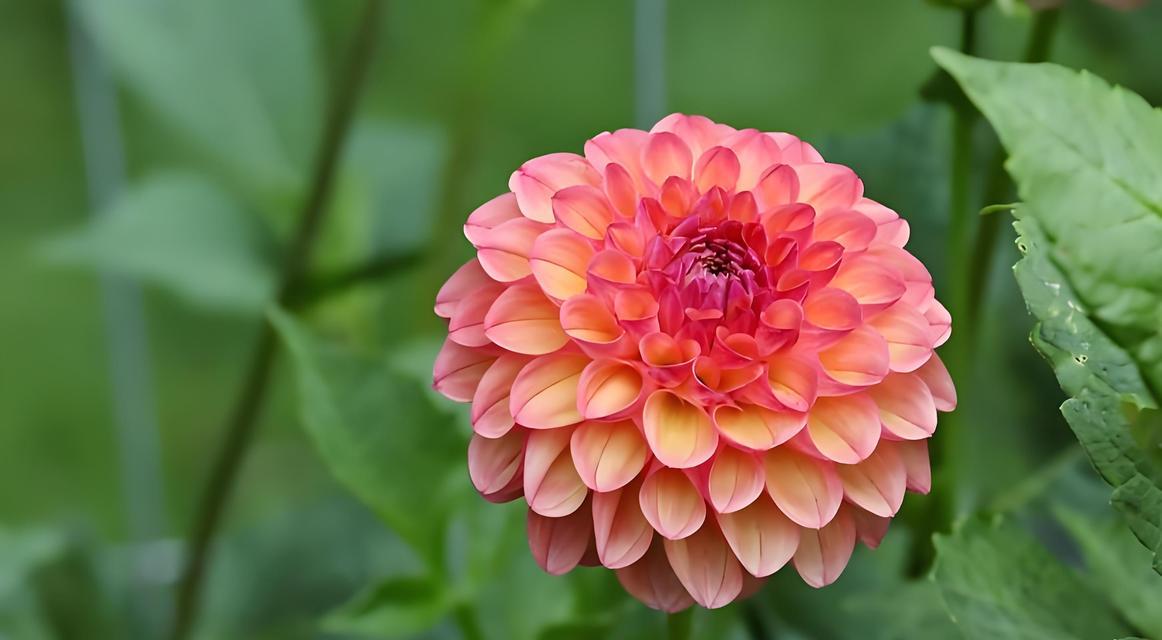 大丽花四季开花，探秘这美丽之谜-第2张图片-绿意生活