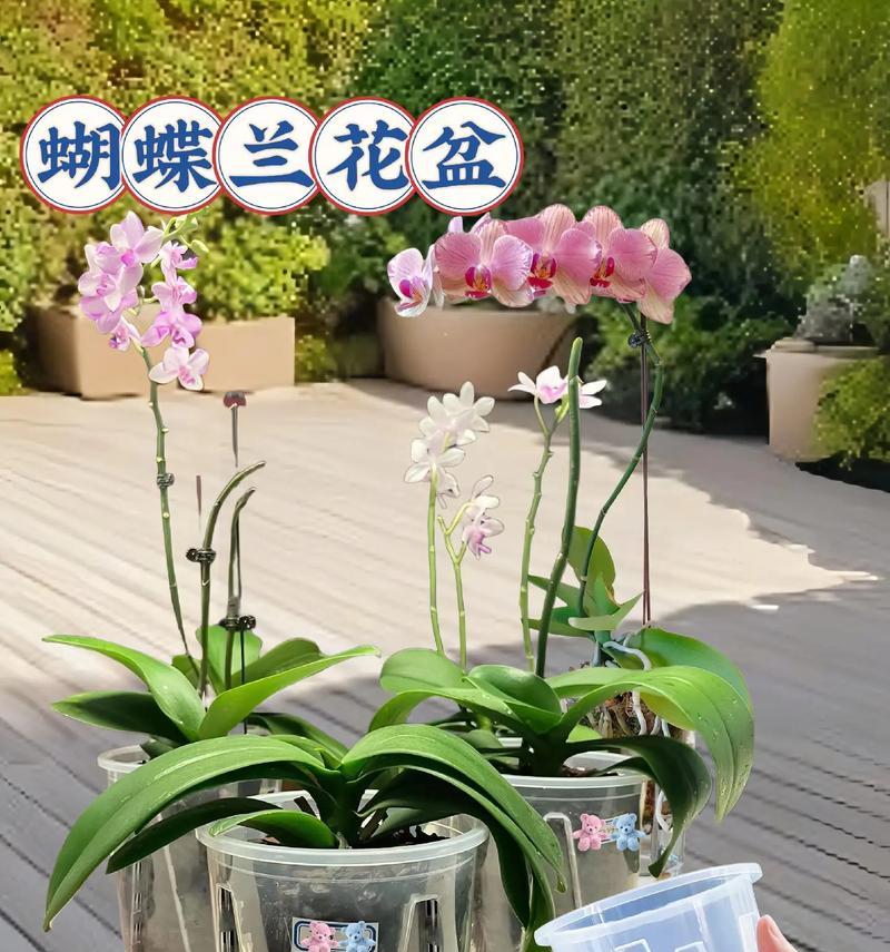 蝴蝶兰换盆时间和方法详解（打造健康美丽的蝴蝶兰盆栽）-第1张图片-绿意生活