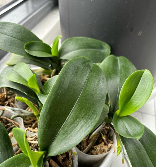 蝴蝶兰换盆时间和方法详解（打造健康美丽的蝴蝶兰盆栽）-第3张图片-绿意生活