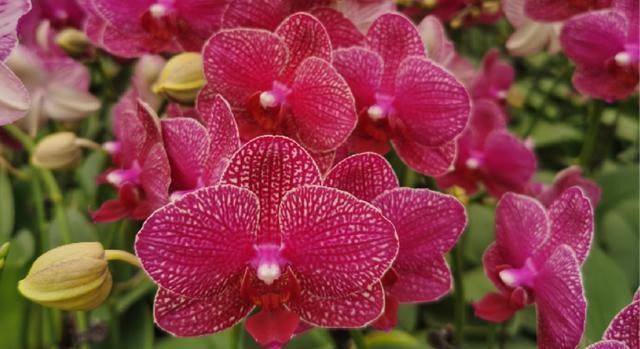 春节买什么花合适？——传统春节花卉介绍（从寓意到品种，教你选出适合的春节花卉）-第2张图片-绿意生活