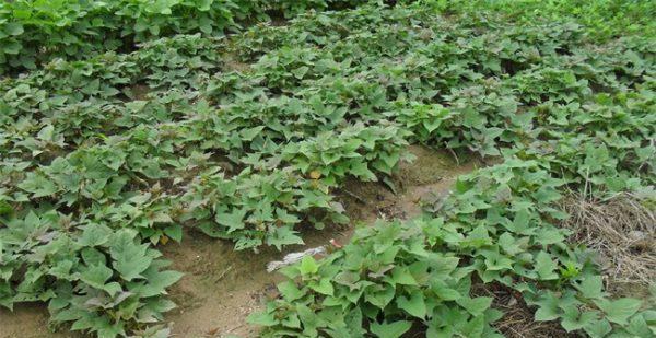 红薯的生长环境与种植技巧（探究红薯种植的关键因素，助力农民增收致富）-第2张图片-绿意生活