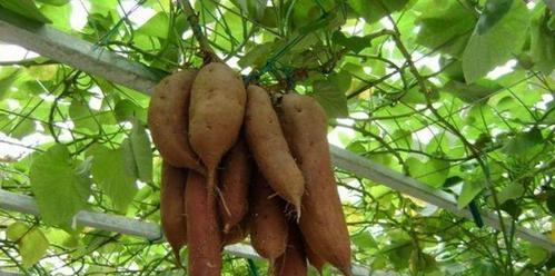 红薯的生长环境与种植技巧（探究红薯种植的关键因素，助力农民增收致富）-第3张图片-绿意生活