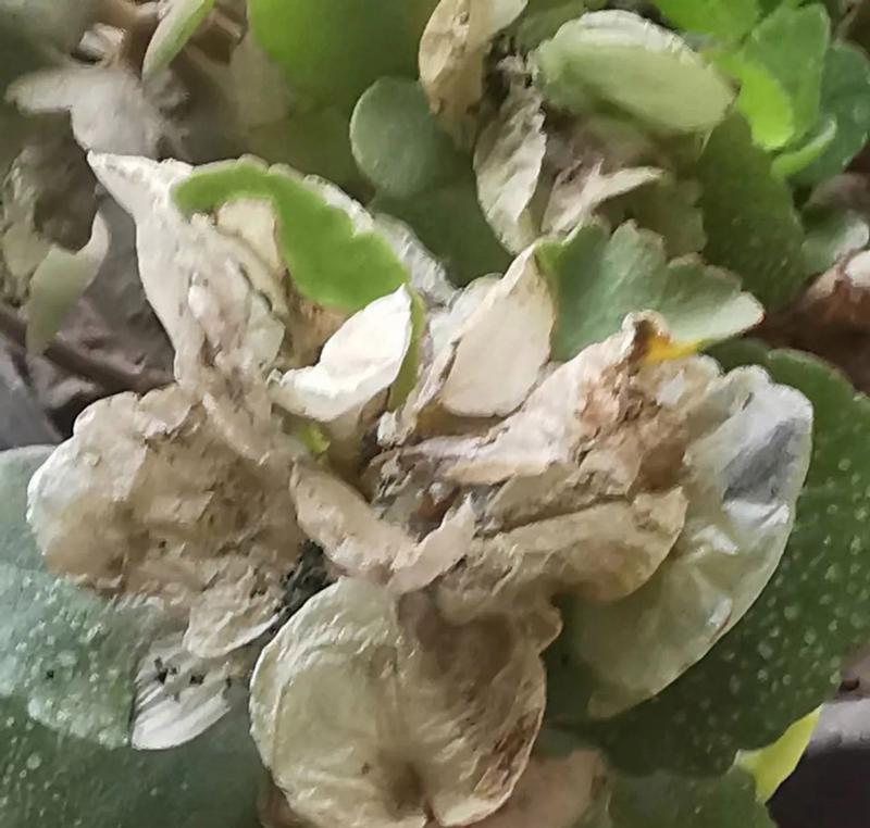 长寿花叶子为何发蔫？如何补救？（探究长寿花叶子发蔫的原因及治疗方法，让你的长寿花常青不败！）-第1张图片-绿意生活