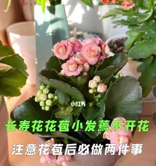 长寿花叶子为何发蔫？如何补救？（探究长寿花叶子发蔫的原因及治疗方法，让你的长寿花常青不败！）-第2张图片-绿意生活