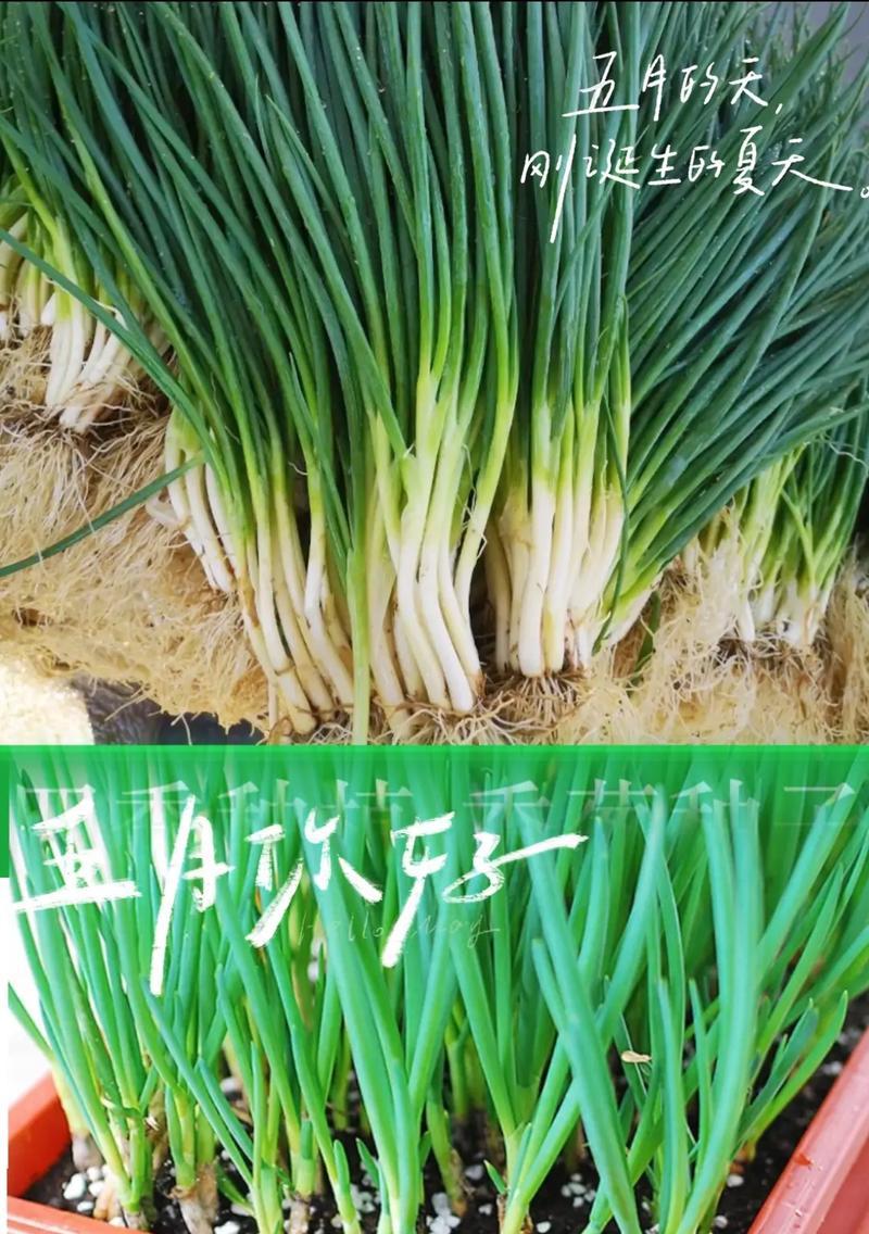 大葱种子的种植方法（如何正确地栽种大葱种子）-第1张图片-绿意生活