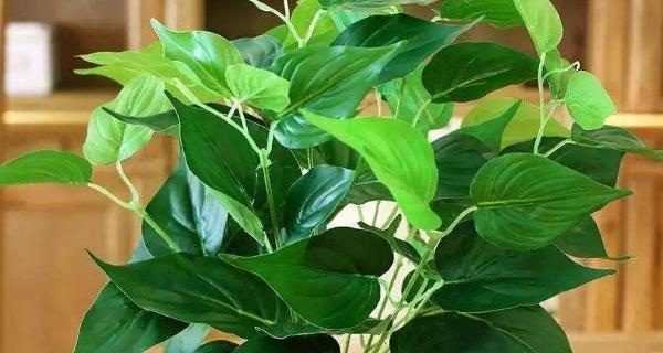 绿萝叶子很像的植物（探秘绿萝的亲戚——“绿萝表兄弟”都有哪些？）-第1张图片-绿意生活