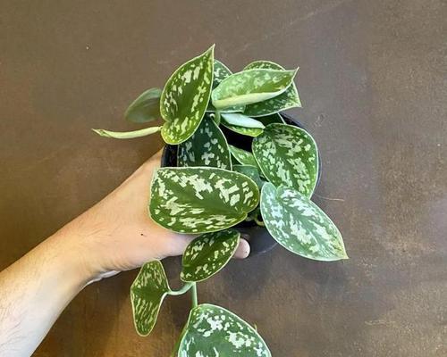 绿萝叶子很像的植物（探秘绿萝的亲戚——“绿萝表兄弟”都有哪些？）-第2张图片-绿意生活