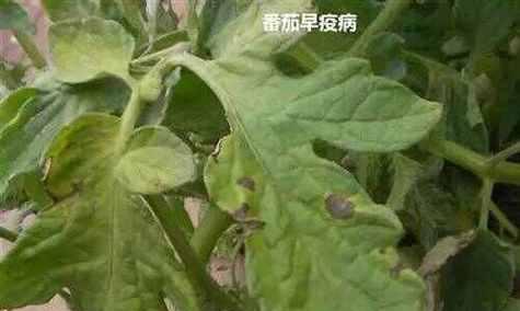 花生炭疽病的预防与治疗（探究花生炭疽病的发病原因及治疗方法）-第2张图片-绿意生活
