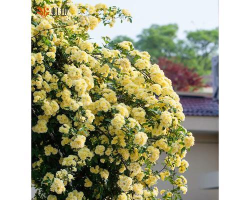 红木香花的养护方法（如何正确养护红木香花，让它长得更美丽？）-第1张图片-绿意生活