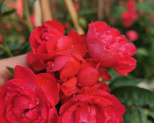 红木香花的养护方法（如何正确养护红木香花，让它长得更美丽？）-第2张图片-绿意生活