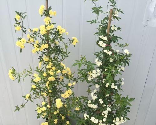 红木香花的养护方法（如何正确养护红木香花，让它长得更美丽？）-第3张图片-绿意生活