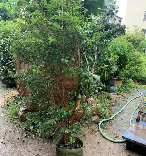 嘉宝果冬天掉叶子的原因及解决方法（为什么嘉宝果会在冬天掉叶子？怎样让嘉宝果冬天不掉叶子？）-第2张图片-绿意生活
