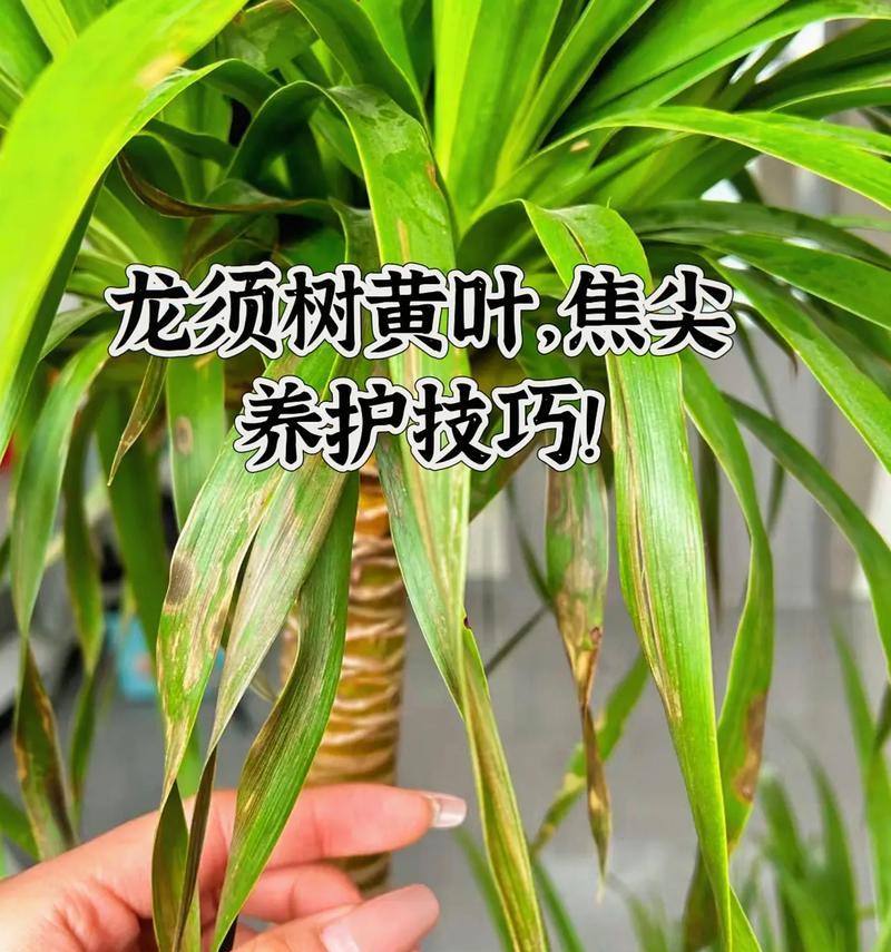 龙须树肥料全攻略（掌握龙须树肥料的关键，让你的龙须树更加茂盛）-第1张图片-绿意生活