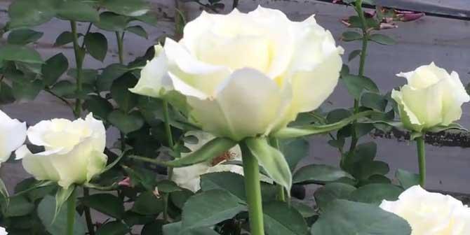 家庭园艺——如何在家里种白玫瑰（室内白玫瑰的选择与养护技巧）-第2张图片-绿意生活