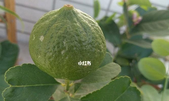 盆栽柠檬一年开几次花？（盆栽柠檬的开花频率及影响因素）-第1张图片-绿意生活