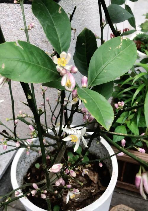 盆栽柠檬一年开几次花？（盆栽柠檬的开花频率及影响因素）-第2张图片-绿意生活