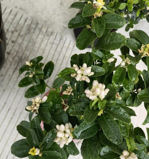 盆栽柠檬一年开几次花？（盆栽柠檬的开花频率及影响因素）-第3张图片-绿意生活